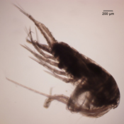 Hesperodiaptomus shoshone