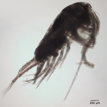 Hesperodiaptomus shoshone