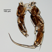Male 5th leg Hesperodiaptomus shoshone