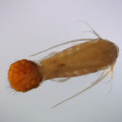 Female Hesperodiaptomus shoshone