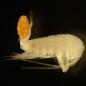 Female Hesperodiaptomus shoshone