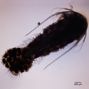 Female Hesperodiaptomus shoshone