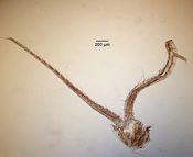 Male Hesperodiaptomus shoshone antennae