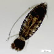 Leptodiaptomus ashlandi
