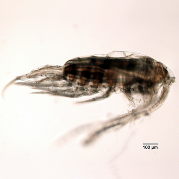 Leptodiaptomus ashlandi