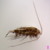 Leptodiaptomus ashlandi