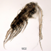 Leptodiaptomus ashlandi