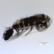 Leptodiaptomus ashlandi