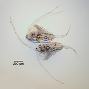 Leptodiaptomus minutus