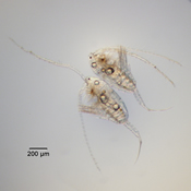 Leptodiaptomus minutus