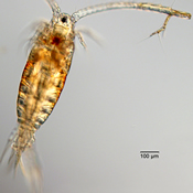 Leptodiaptomus minutus