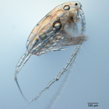 Leptodiaptomus minutus