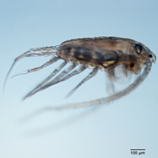 Leptodiaptomus minutus