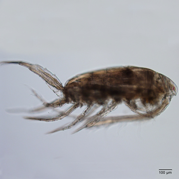 Leptodiaptomus novamexicanus
