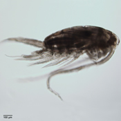 Leptodiaptomus novamexicanus