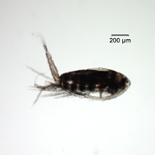 Leptodiaptomus novamexicanus