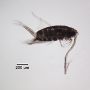 Leptodiaptomus novamexicanus