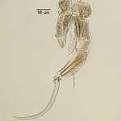 Leptodiaptomus novamexicanus 5th leg