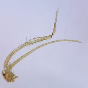 Leptodiaptomus novamexicanus antennules