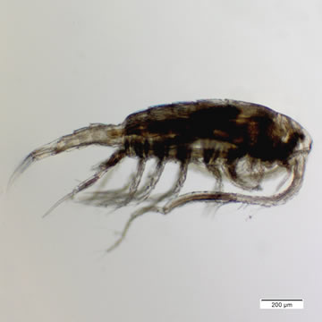Leptodiaptomus nudus