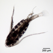 Leptodiaptomus nudus
