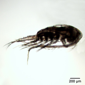 Leptodiaptomus nudus