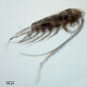 Leptodiaptomus siciloides