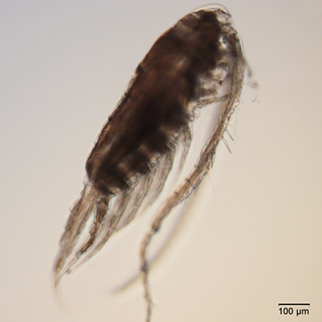 Leptodiaptomus siciloides