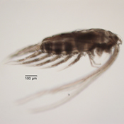 Leptodiaptomus siciloides