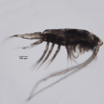 Leptodiaptomus signicauda