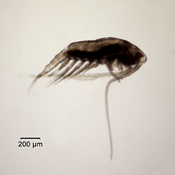 Leptodiaptomus signicauda