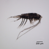 Leptodiaptomus signicauda