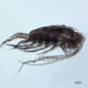 Leptodiaptomus tyrrelli