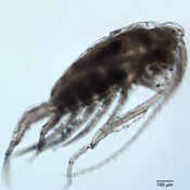 Leptodiaptomus tyrrelli