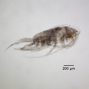 Leptodiaptomus tyrrelli
