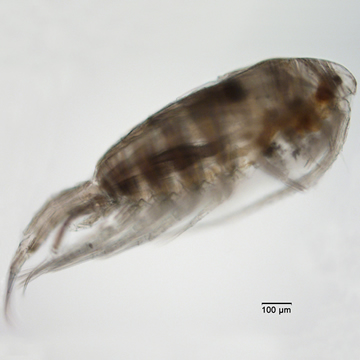 Leptodiaptomus tyrrelli