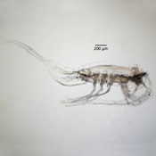 Eurytemora affinis
