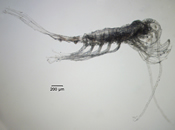Eurytemora affinis