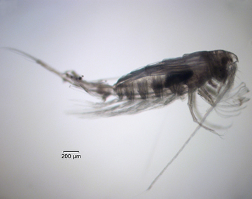 Eurytemora affinis