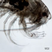 Eurytemora affinis