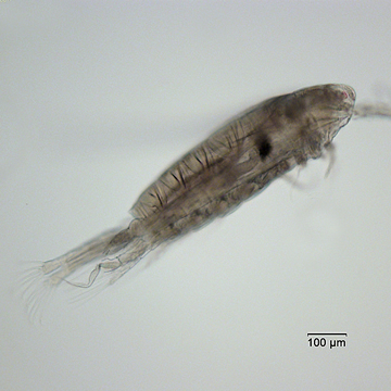 Skitsodiaptomus mississippiensis