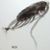 Skitsodiaptomus mississippiensis