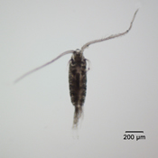 Skitsodiaptomus mississippiensis