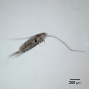 Skitsodiaptomus mississippiensis