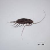 Skistodiaptmous reighardi