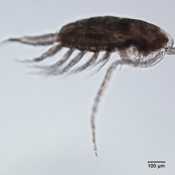 Skistodiaptmous reighardi