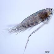 Skistodiaptomus pygmaeus