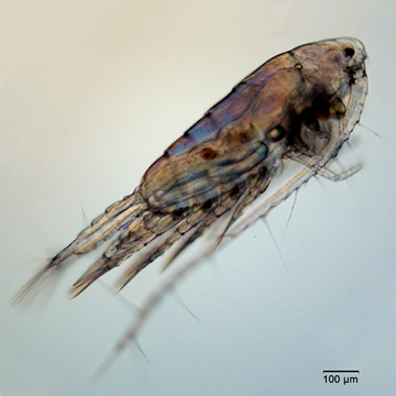 Skistodiaptomus pygmaeus