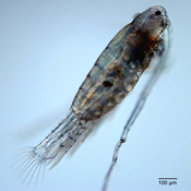 Skistodiaptomus pygmaeus