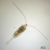 Skistodiaptomus pygmaeus